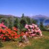 Lovely Springtime View Of Loch Etive And Ben Cruachan From Connel Argyll