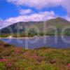 Summer View Across The Corran Sound Towards Ardgour Corran West Highlands