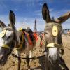 WY3Q2345 Great Shot Of Two Donkeys