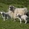 0I5D0131 GREAT SHOT OF SHEEP AND TWO LAMBS