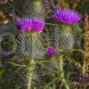 Scots Thistle S