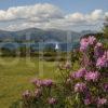 Yacht Sailing Past Eriska Golfers