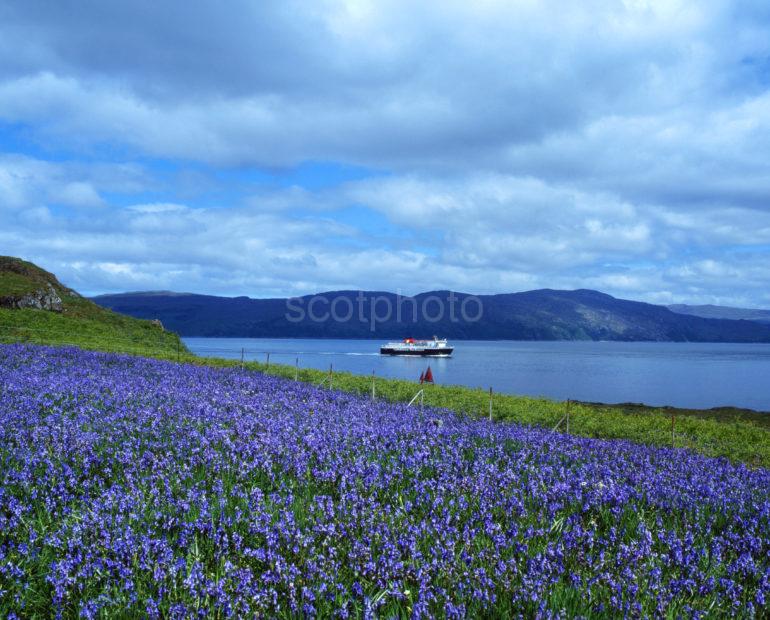 MV Isle Of Mull Pass Duart Point In Spring Island Of Mull