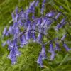 Bluebells