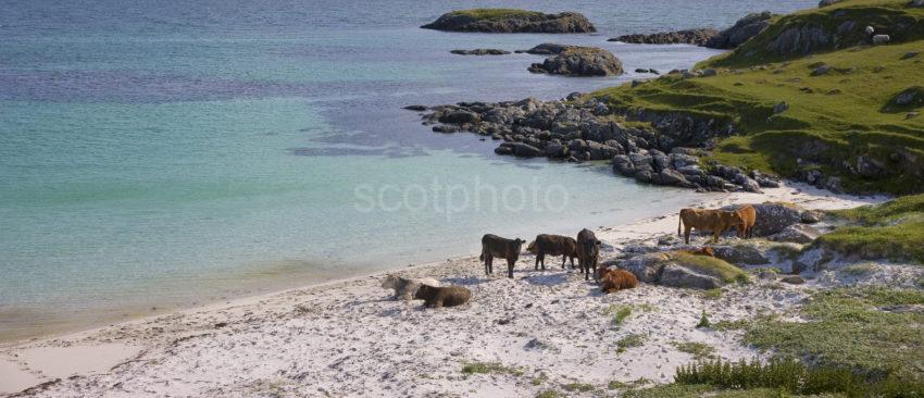 Cows On Sandy Shore Vatersay Hebrides