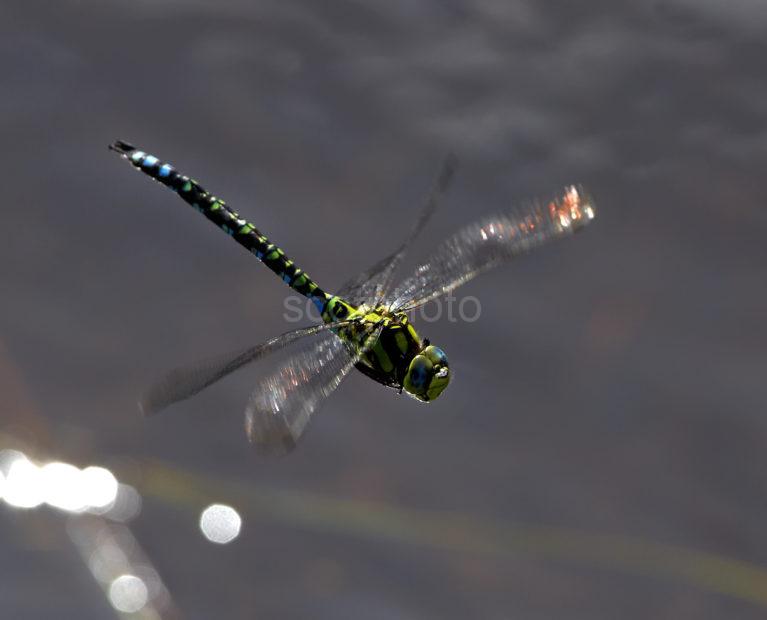 4012 Southern Hawker Dragonfly Eriska