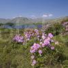 WY3Q0007 Trossachs Insprintime Loch Katrine