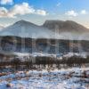 Ben Nevis Winter With Sheep