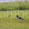 I5D1290 Oyster Catcher And Chick Medium File