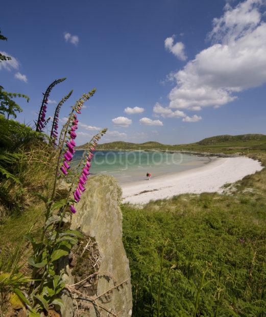 Gigha Beach With Foxgloves