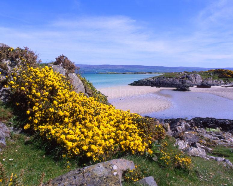 Springtime View On Gigha