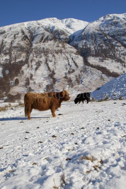 Highland Cows In Glen Nevis