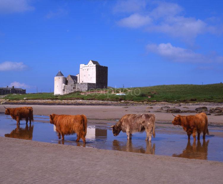 Highland Cows Are Seen Here Enjoying The Hot Summer Weather At Breachacha Castle On The Beautiful Island Of Coll Argyll