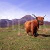 Maggie The Highland Cow Near The Red Hills Of Skye