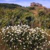 Bamburgh Castle Northumbria England