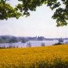 A Peaceful Spring Scene Towards Linlithgow Palace Across Colourful Fields Of Rapeseed West Lothian Central Scotland