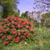 Springtime Torosay Garden And Castle Mull