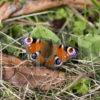 I5D9619 Lovely Study Of A Peacock Butterfly On Ground Vegetation