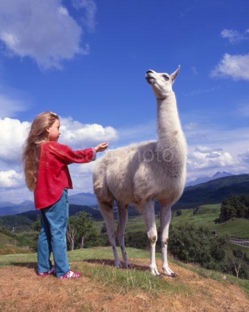 Young Girl Meets Lama At A Scottish Rare Breeds Park