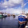 Busy Scene In Eyemouth Harbour Berwickshire