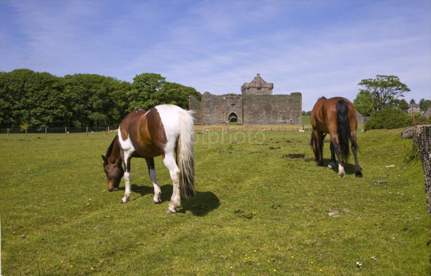 0I5D9858 Horses Graze Near Skipness Castle 13th Cent East Kintyre