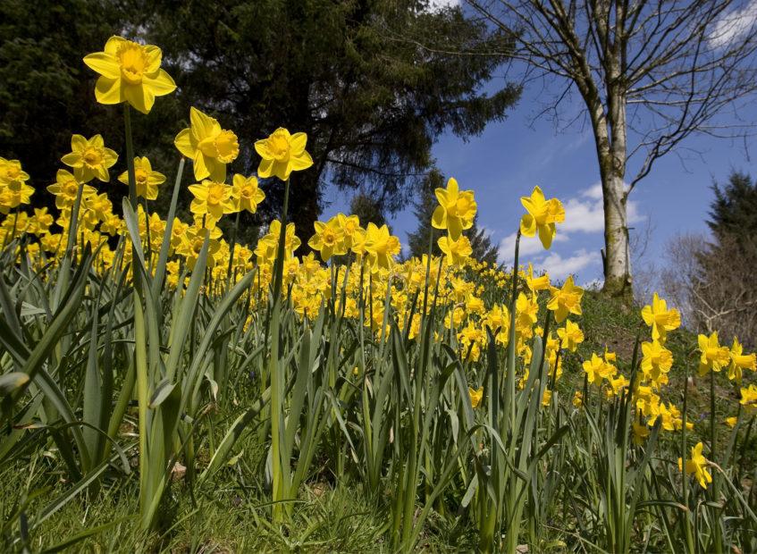 Daffodills Perthshire