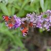 2 Peacock Butterflys On Buddleia