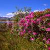 Magnificent Spring Colours On The South Side Of Loch Linnhe At Corran Sound Towards Ardgour Lochaber West Highlands