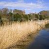 WY3Q9786 River Reeds And Church Angus Lunan Water