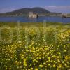 I5D8569 Buttercups On Shore In Castlebay With Kisimul Castle Isle Of Barra