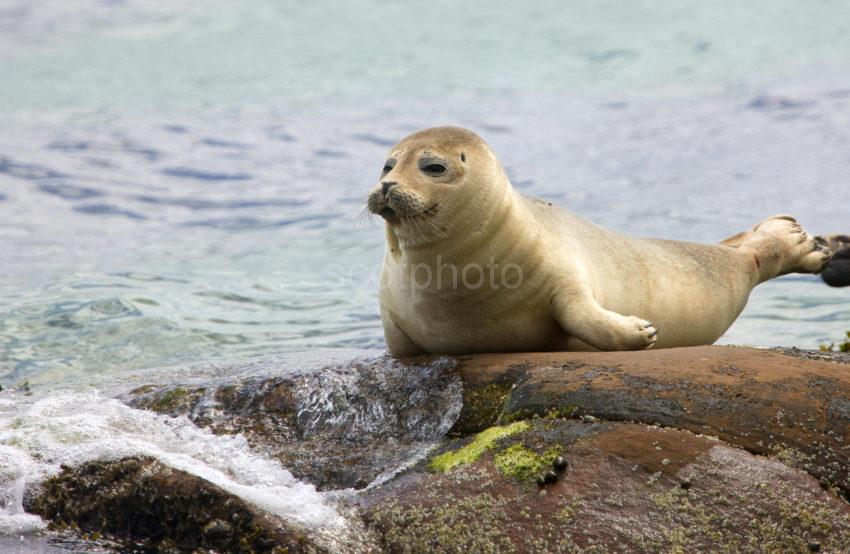 I5D8448 Lovely Pic Of Seal Pup Brodick Bay Arran