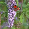 I5D9650Peacock Butterfly On Budleigh W