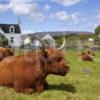 Highland Cow In Durinish Village