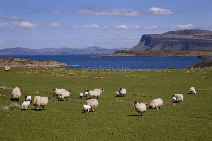 View Towards The Burg Across Loch Scridain Mull