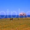 View Towards Bass Rock North Berwick East Lothian