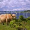 WY3Q9951 Highland Cow With Loch Creran