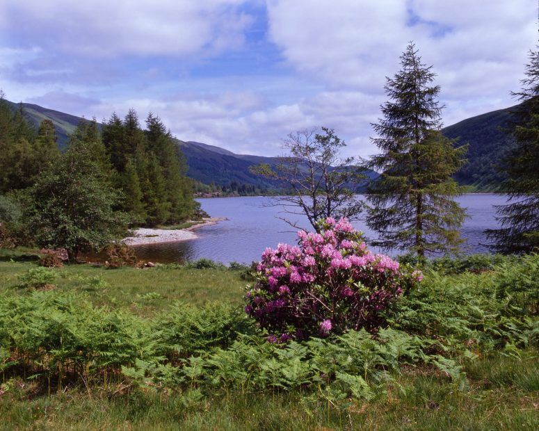 Spring On Shore Of Loch Dhughaill In Glen Carron Wester Ross