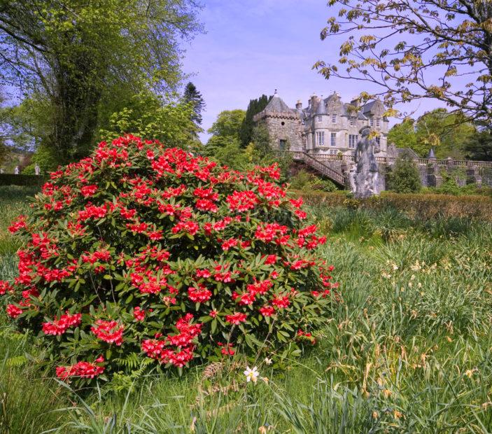 Springtime Torosay Garden And Castle Mull