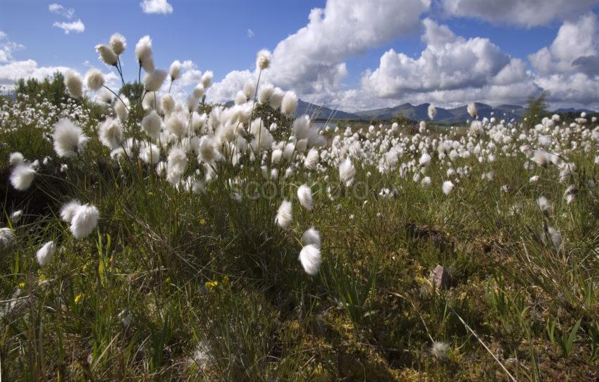 WY3Q0406 Beautiful Cotton Grass On Bogland 47MG