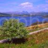 Summer View Overlooking Loch Sunart West Highlands