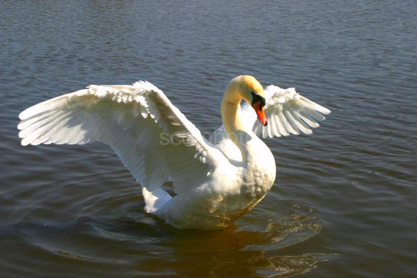 IMG 0396 Swan On Lake 47MG