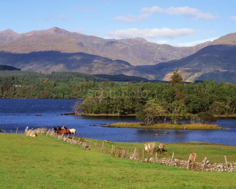 Horses On Shore Of Loch Awe With Ben Cruachan