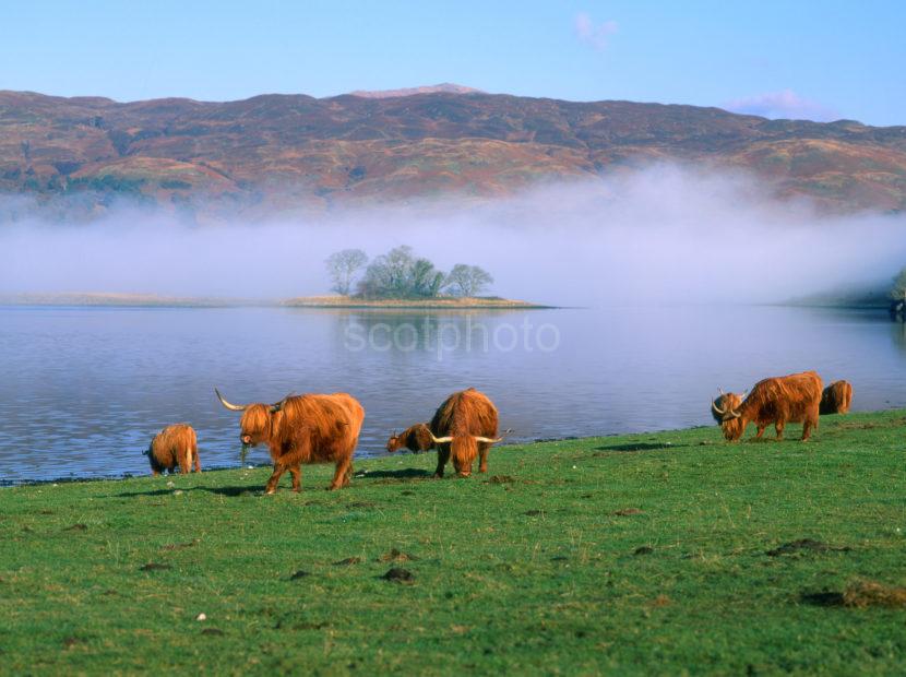 Highland Cows On Misty Loch Etive