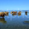 Highlands Cows Cool Off Nr Duart Castle Island Of Mull