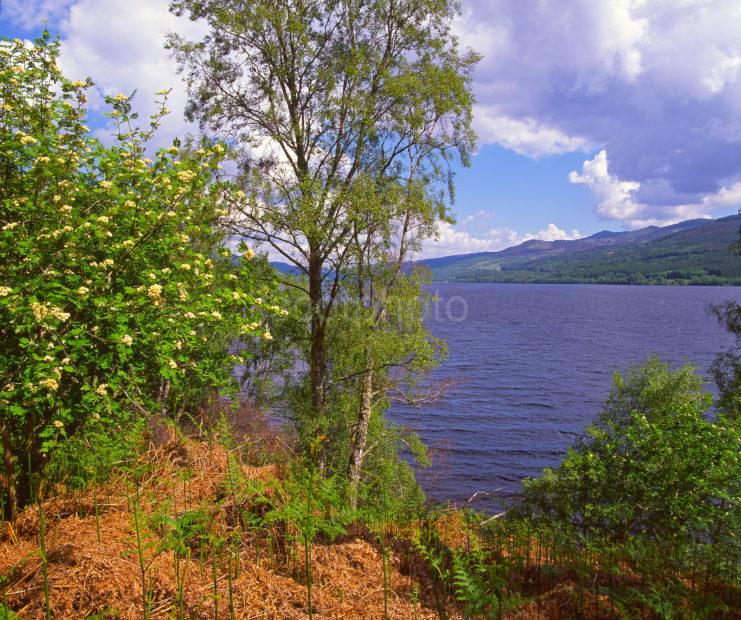 Summer View Of Loch Tummel Perthshire