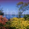 Springtime View Of Loch Etive And Connel Bridge Argyll