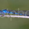 47MB 1048 Blue Damselfly