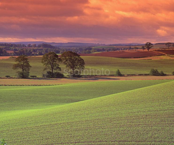 Typical Rolling Countryside Of The Scottish Borders Lit By Early Morning Light Near Kelso Roxburghshire