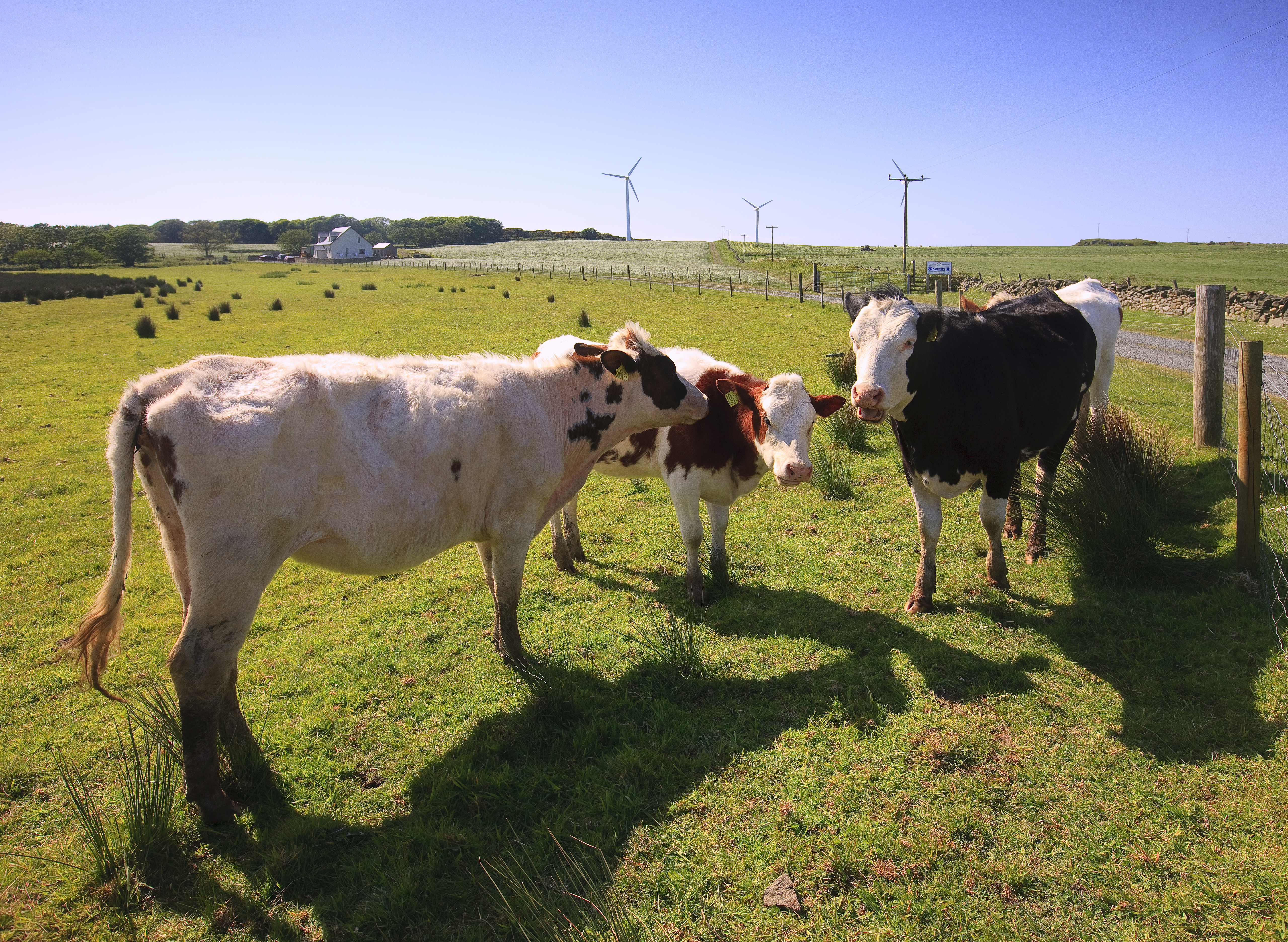 Cows Countryside And Wind Turbines Gigha