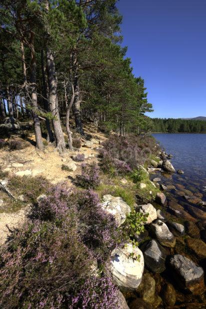 Rothiemurchus Forest Loch An Eilein